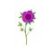 Flower Anemone, pink spring flower with stem