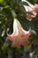 Flower Angel\'s Trumpet or Brugmansia