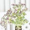 Flower angelica officinalis in a vase. White small flowers on a