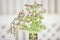 Flower angelica officinalis in a vase. White small flowers on a