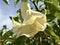 Flower of Angels trumpet (lat.- Brugmansia arborea