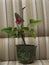 Flower anthurium, stem and inflorescence, macro