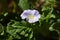 Flower of an Apple of Peru plant