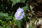 Flower of an Apple of Peru plant