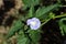 Flower of an Apple of Peru plant