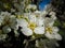 Flower of the apple tree (Malus domestica)