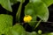 Flower of aquatic bladderwort