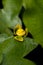 Flower of aquatic bladderwort