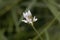 Flower of an Arabian pea, Bituminaria bituminosa