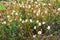 Flower Arctic bell-heather - Cassiope tetragona in natural tundra environment