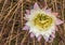 Flower of the Argentine Giant Cactus