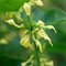 Flower Aristolochia clematitis