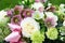 Flower arragement with helleborus blossoms