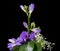 Flower arrangement of a blue vanda