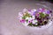 flower arrangement of burgundy petunias with black veins, white verbena and yellow calibrachoa in basket.Flower bed with