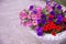 flower arrangement of burgundy petunias with black veins, white verbena and yellow calibrachoa in basket.Flower bed with