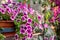 flower arrangement of burgundy petunias with black veins, white verbena and yellow calibrachoa in basket.Flower bed with