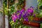 flower arrangement of burgundy petunias with black veins, white verbena and yellow calibrachoa in basket.Flower bed with