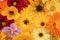 Flower arrangement of calendulas, rudbeckia, nasturtium, dahlias