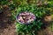 A flower arrangement of Christmas roses floating in a bowl of water.