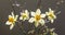 Flower arrangement with daffodils