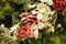 A flower arrangement. Fir branches, spruce cones and red roses in the snow in the cold. Christmas still life.