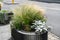 Flower arrangement in the flower bed. Various plants are mixed. Miscanthus bush. Street gardening. Nature in city