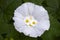 Flower arrangement: four white wild daisies inside a white flower of a wild plant on a dark green background of leaves. Close-up