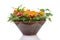 Flower arrangement for halloween or fall over white background