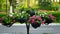 flower arrangement of purple petunias with dark veins and white calibrachoa in the garden. Colorful multicolored bright