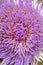 Flower Artichoke - Cynara kardunkulus
