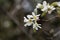 Flower of an Asian serviceberry, Amelanchier asiatica