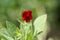 Flower of an asparagus-pea Tetragonolobus purpureus