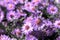 Flower of Aster dumosus and bee, shallow depth of field