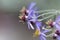 Flower of the aster Galatella sedifolia