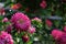 Flower asters in the rain