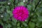 Flower Astra magenta color on the green leaves background. Top view of beautiful astra