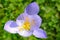 Flower of an Autumn flowering crocus