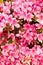 Flower of azalea pink