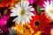 Flower background with amazing orange, yellow, pink and white gerberas. Bouquet of colorful gerbera flowers