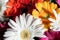 Flower background with amazing orange, yellow, pink and white gerberas. Bouquet of colorful gerbera flowers