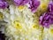 Flower background with amazing white and purple chrysanthemums. Bouquet of gentle golden-daisy flowers