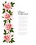 Flower background with beauty pink roses.
