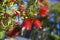 Flower background. Bright red fluffy plant Callistemon blooming on the island of Crete