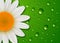 Flower background daisy and water drops