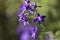 Flower background of field plants. Purple flowers Delphinium consolida L on bokeh background.