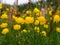 Flower background - A group of yellow globe-flower on a meadow and a pink snakeweed.