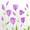 Flower background. Lilac eustoma