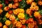 Flower background orange marigolds vividly bright blossoming flush floral plant on flowerbed