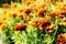 Flower background orange marigolds vividly bright blossoming flush floral plant on flowerbed